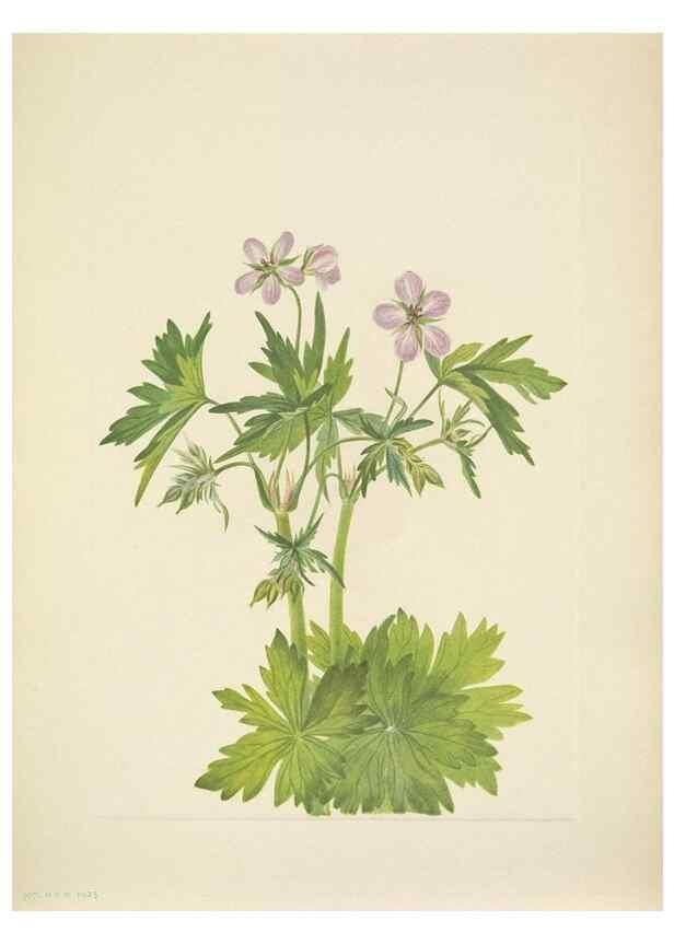 Reproducción/Reproduction 46004671235: North American wild flowers. Washington, D.C. :Smithsonian Institution,1925.. 