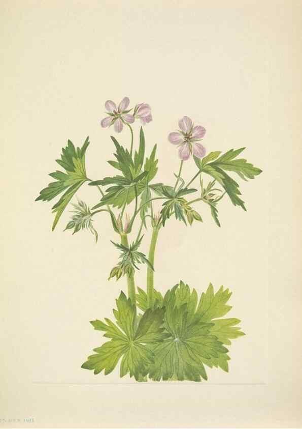 Reproducción/Reproduction 46004671235: North American wild flowers. Washington, D.C. :Smithsonian Institution,1925.. 