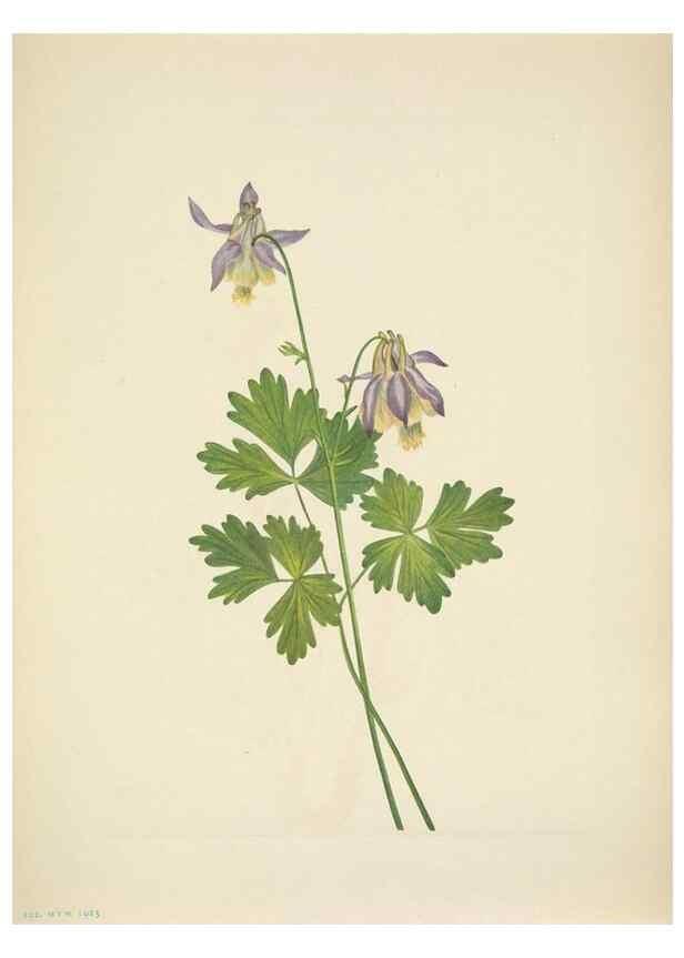 Reproducción/Reproduction 46919034711: North American wild flowers. Washington, D.C. :Smithsonian Institution,1925.. 