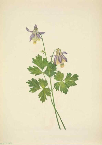 Reproducción/Reproduction 46919034711: North American wild flowers. Washington, D.C. :Smithsonian Institution,1925.. 