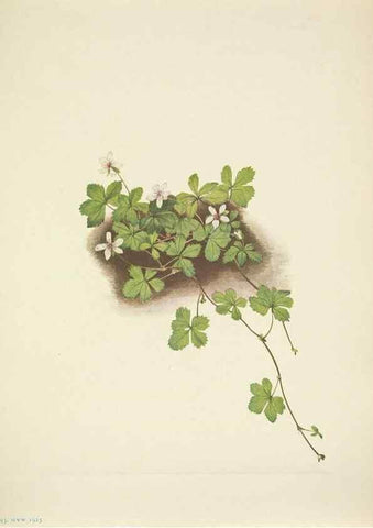 Reproducción/Reproduction 46919035911: North American wild flowers. Washington, D.C. :Smithsonian Institution,1925.. 
