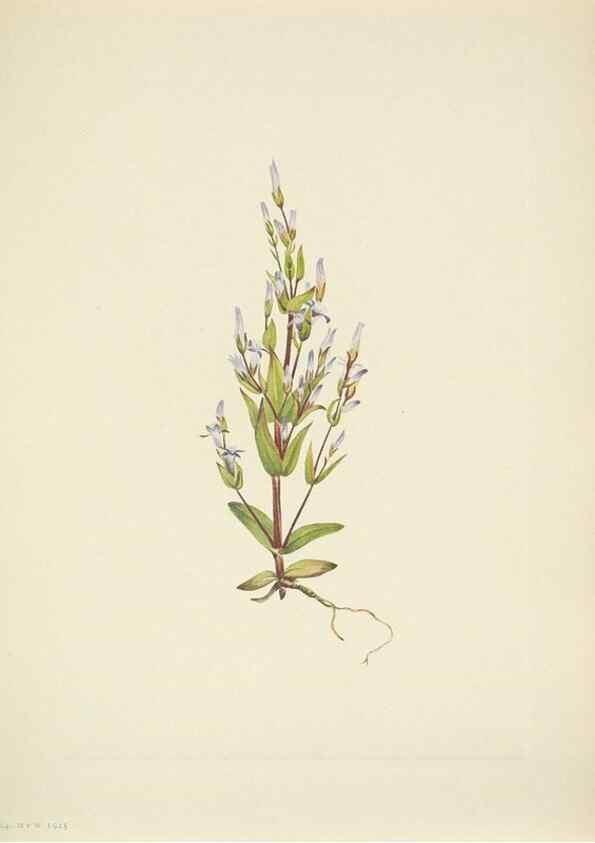 Reproducción/Reproduction 31977874027: North American wild flowers. Washington, D.C. :Smithsonian Institution,1925.. 