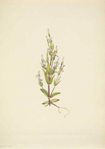 Reproducción/Reproduction 31977874027: North American wild flowers. Washington, D.C. :Smithsonian Institution,1925.. 