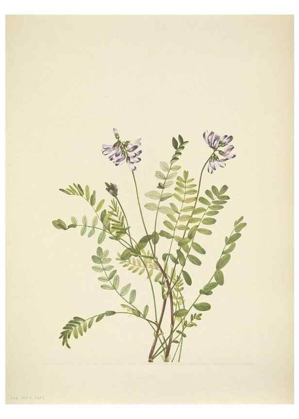Reproducción/Reproduction 46919038541: North American wild flowers. Washington, D.C. :Smithsonian Institution,1925.. 