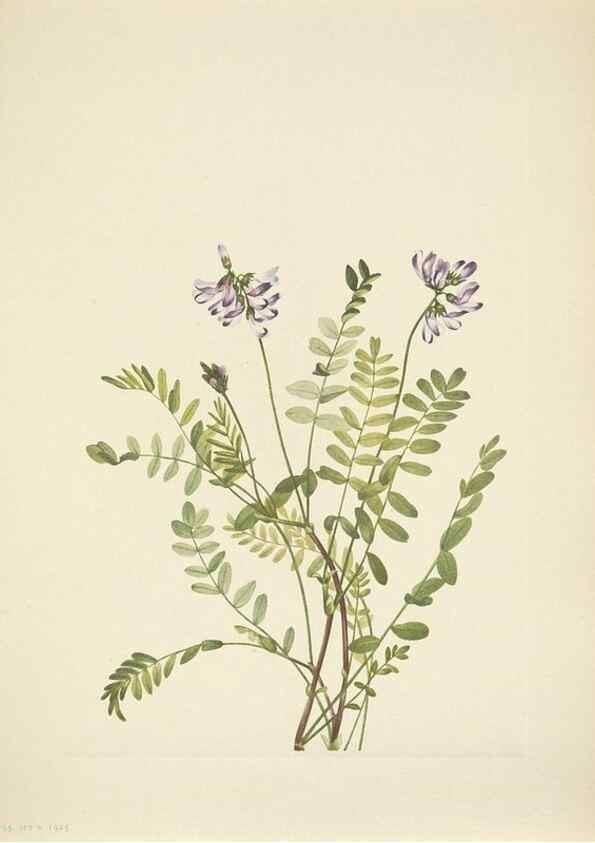Reproducción/Reproduction 46919038541: North American wild flowers. Washington, D.C. :Smithsonian Institution,1925.. 
