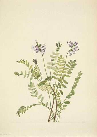 Reproducción/Reproduction 46919038541: North American wild flowers. Washington, D.C. :Smithsonian Institution,1925.. 