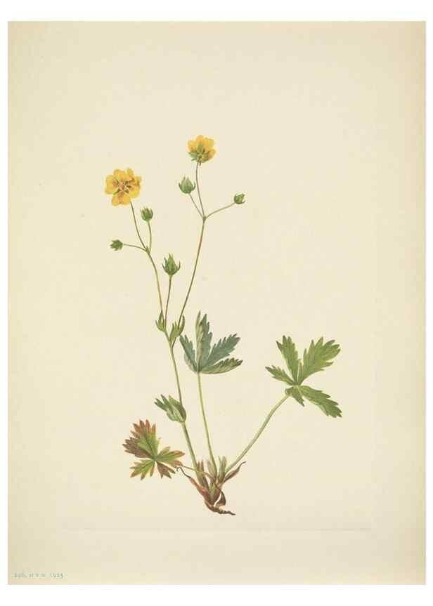 Reproducción/Reproduction 46194229414: North American wild flowers. Washington, D.C. :Smithsonian Institution,1925.. 