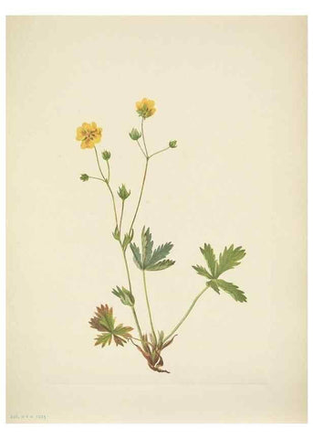 Reproducción/Reproduction 46194229414: North American wild flowers. Washington, D.C. :Smithsonian Institution,1925.. 