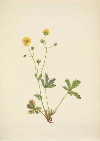 Reproducción/Reproduction 46194229414: North American wild flowers. Washington, D.C. :Smithsonian Institution,1925.. 