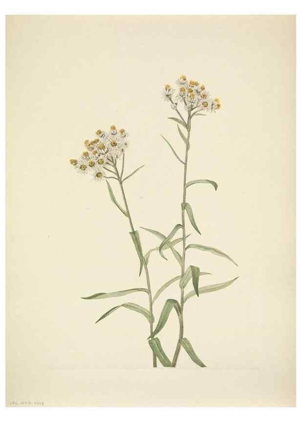 Reproducción/Reproduction 46866885122: North American wild flowers. Washington, D.C. :Smithsonian Institution,1925.. 