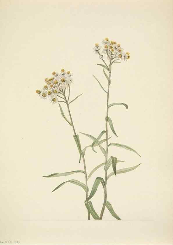 Reproducción/Reproduction 46866885122: North American wild flowers. Washington, D.C. :Smithsonian Institution,1925.. 