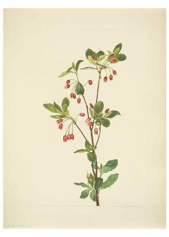 Reproducción/Reproduction 46919042241: North American wild flowers. Washington, D.C. :Smithsonian Institution,1925.. 