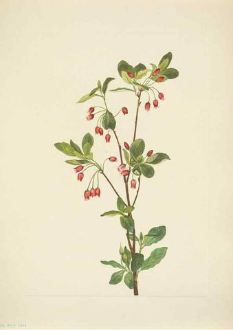 Reproducción/Reproduction 46919042241: North American wild flowers. Washington, D.C. :Smithsonian Institution,1925.. 
