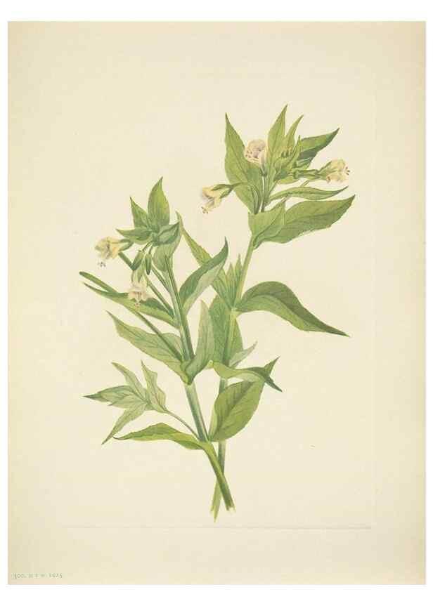 Reproducción/Reproduction 46919044961: North American wild flowers. Washington, D.C. :Smithsonian Institution,1925.. 