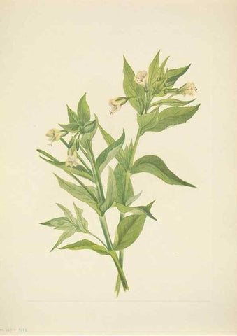 Reproducción/Reproduction 46919044961: North American wild flowers. Washington, D.C. :Smithsonian Institution,1925.. 