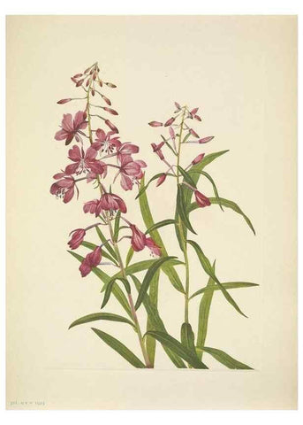 Reproducción/Reproduction 39954269833: North American wild flowers. Washington, D.C. :Smithsonian Institution,1925.. 