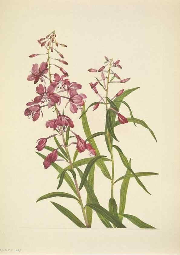 Reproducción/Reproduction 39954269833: North American wild flowers. Washington, D.C. :Smithsonian Institution,1925.. 