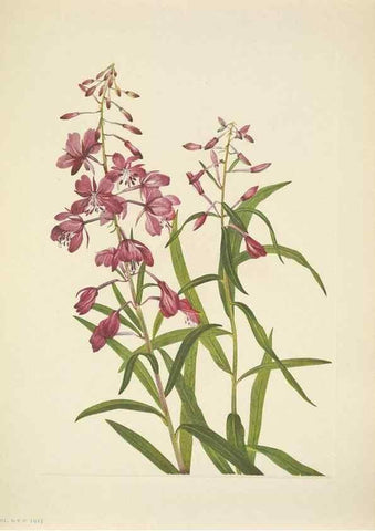 Reproducción/Reproduction 39954269833: North American wild flowers. Washington, D.C. :Smithsonian Institution,1925.. 