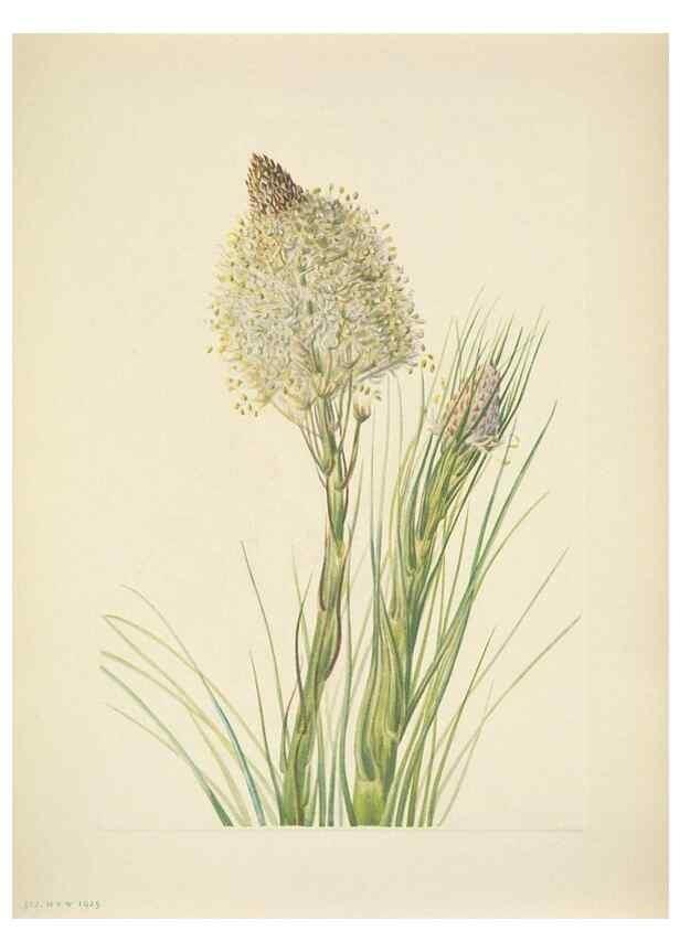 Reproducción/Reproduction 46919047341: North American wild flowers. Washington, D.C. :Smithsonian Institution,1925.. 