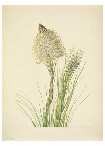 Reproducción/Reproduction 46919047341: North American wild flowers. Washington, D.C. :Smithsonian Institution,1925.. 