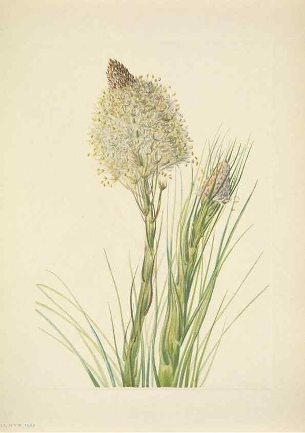 Reproducción/Reproduction 46919047341: North American wild flowers. Washington, D.C. :Smithsonian Institution,1925.. 