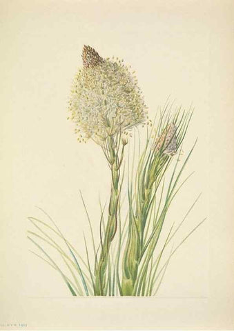 Reproducción/Reproduction 46919047341: North American wild flowers. Washington, D.C. :Smithsonian Institution,1925.. 