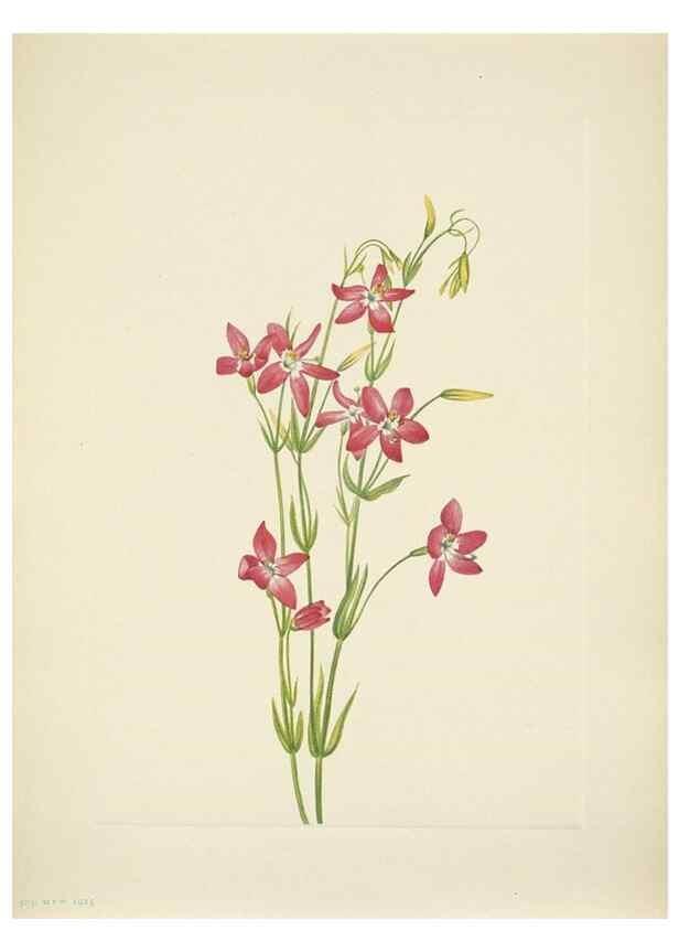 Reproducción/Reproduction 46866895482: North American wild flowers. Washington, D.C. :Smithsonian Institution,1925.. 