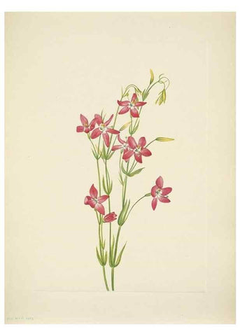 Reproducción/Reproduction 46866895482: North American wild flowers. Washington, D.C. :Smithsonian Institution,1925.. 