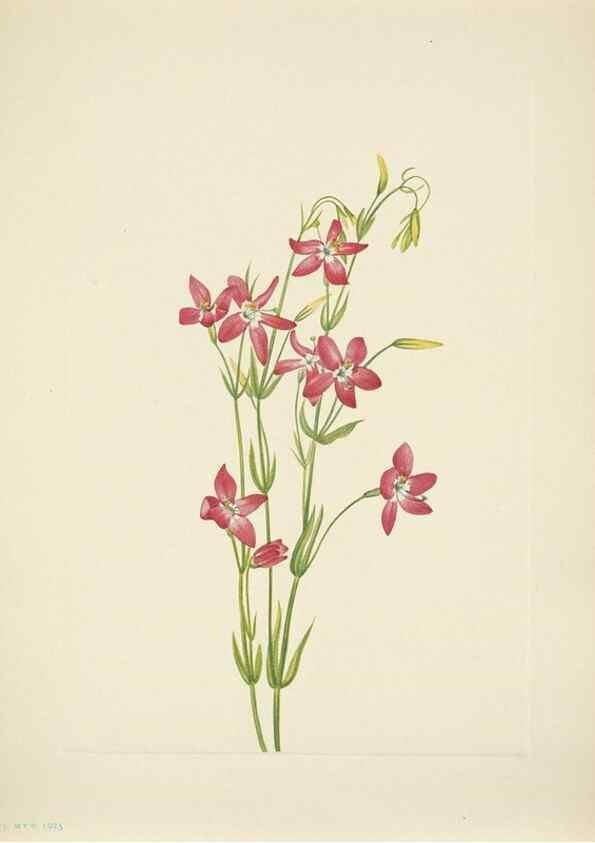 Reproducción/Reproduction 46866895482: North American wild flowers. Washington, D.C. :Smithsonian Institution,1925.. 