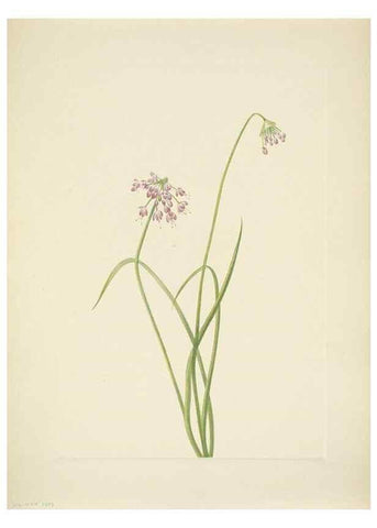 Reproducción/Reproduction 46866896112: North American wild flowers. Washington, D.C. :Smithsonian Institution,1925.. 