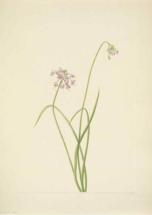 Reproducción/Reproduction 46866896112: North American wild flowers. Washington, D.C. :Smithsonian Institution,1925.. 