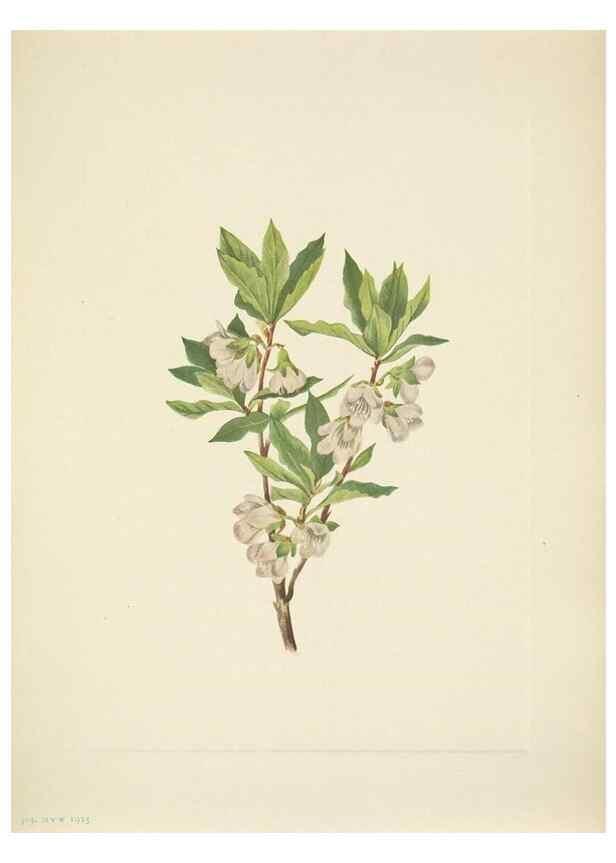 Reproducción/Reproduction 46866897002: North American wild flowers. Washington, D.C. :Smithsonian Institution,1925.. 