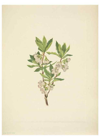 Reproducción/Reproduction 46866897002: North American wild flowers. Washington, D.C. :Smithsonian Institution,1925.. 