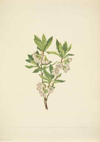 Reproducción/Reproduction 46866897002: North American wild flowers. Washington, D.C. :Smithsonian Institution,1925.. 