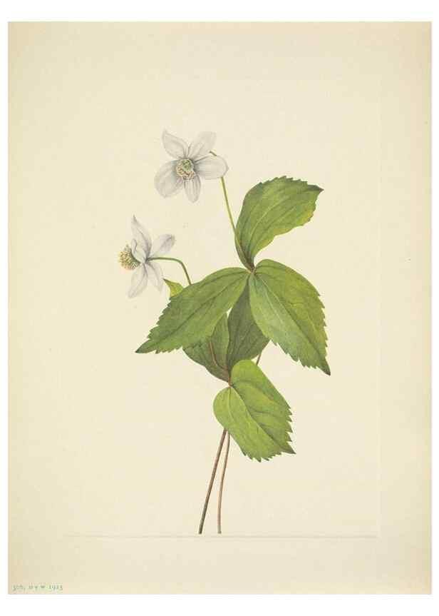 Reproducción/Reproduction 46004670295: North American wild flowers. Washington, D.C. :Smithsonian Institution,1925.. 
