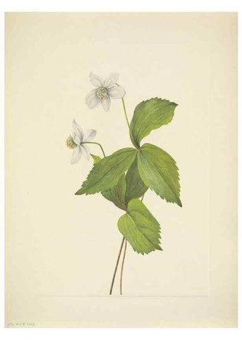 Reproducción/Reproduction 46004670295: North American wild flowers. Washington, D.C. :Smithsonian Institution,1925.. 