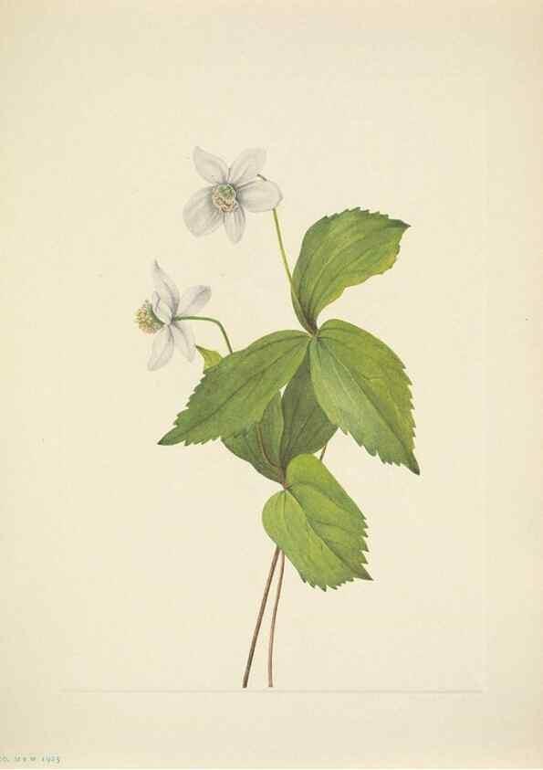 Reproducción/Reproduction 46004670295: North American wild flowers. Washington, D.C. :Smithsonian Institution,1925.. 