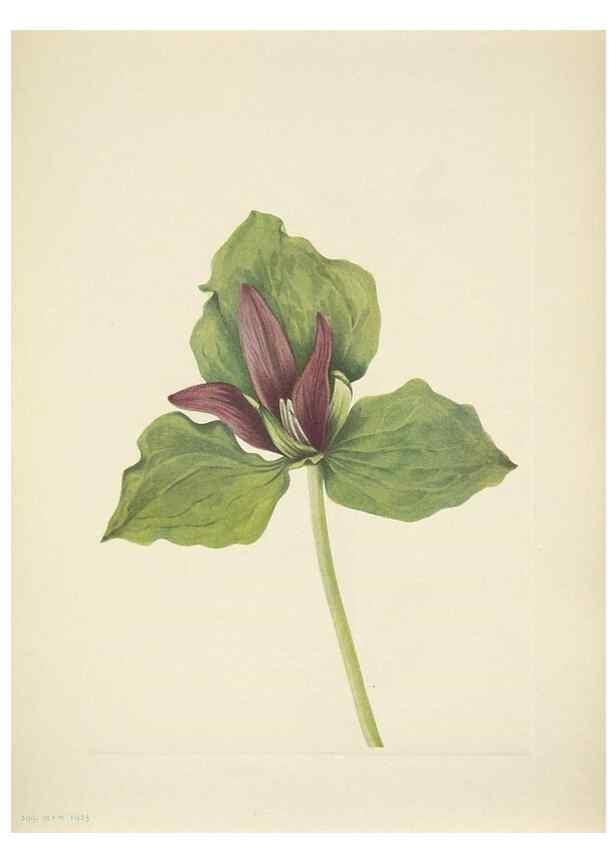 Reproducción/Reproduction 33043692108: North American wild flowers. Washington, D.C. :Smithsonian Institution,1925.. 