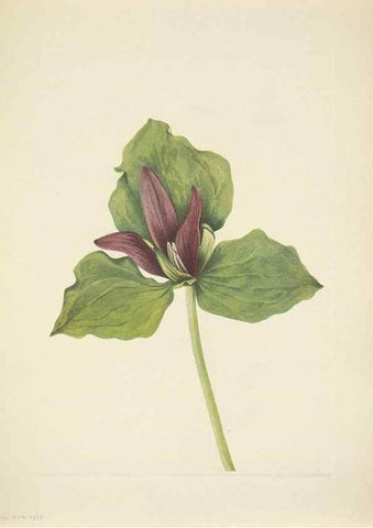 Reproducción/Reproduction 33043692108: North American wild flowers. Washington, D.C. :Smithsonian Institution,1925.. 