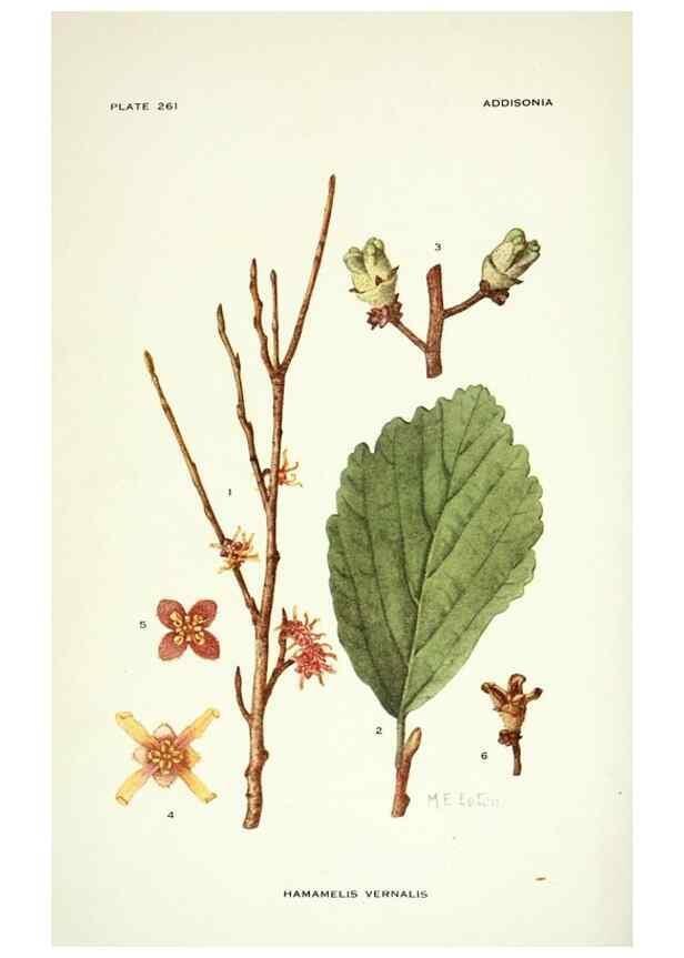 Reproducción/Reproduction 39954506603: Addisonia :. New York :New York Botanical Garden,1916-[1964].. 