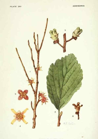 Reproducción/Reproduction 39954506603: Addisonia :. New York :New York Botanical Garden,1916-[1964].. 