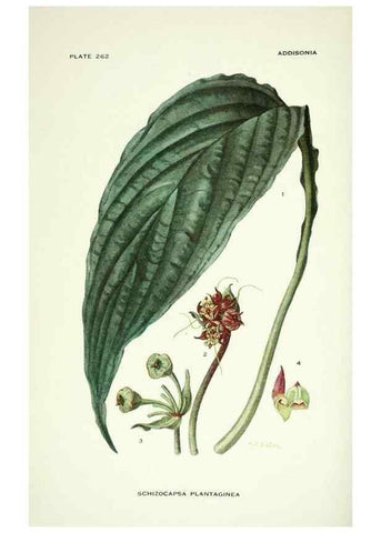 Reproducción/Reproduction 33043937528: Addisonia :. New York :New York Botanical Garden,1916-[1964].. 