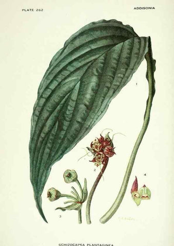 Reproducción/Reproduction 33043937528: Addisonia :. New York :New York Botanical Garden,1916-[1964].. 