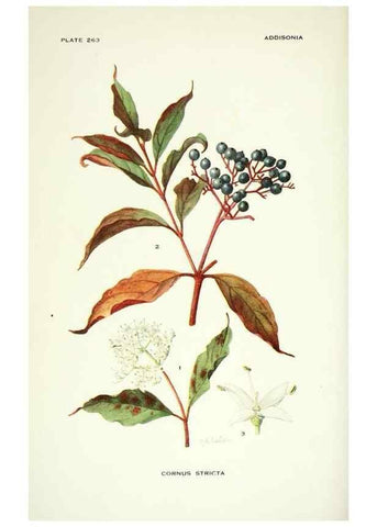 Reproducción/Reproduction 46004934305: Addisonia :. New York :New York Botanical Garden,1916-[1964].. 