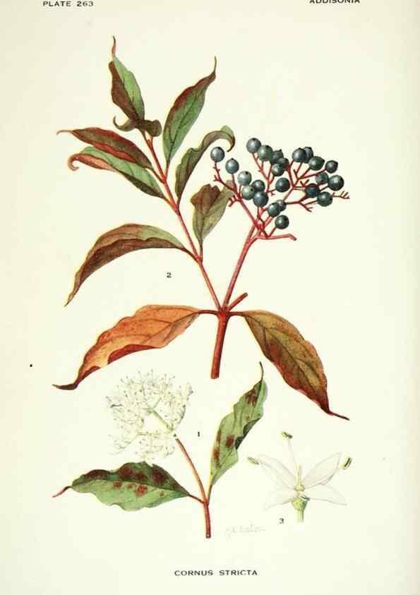 Reproducción/Reproduction 46004934305: Addisonia :. New York :New York Botanical Garden,1916-[1964].. 