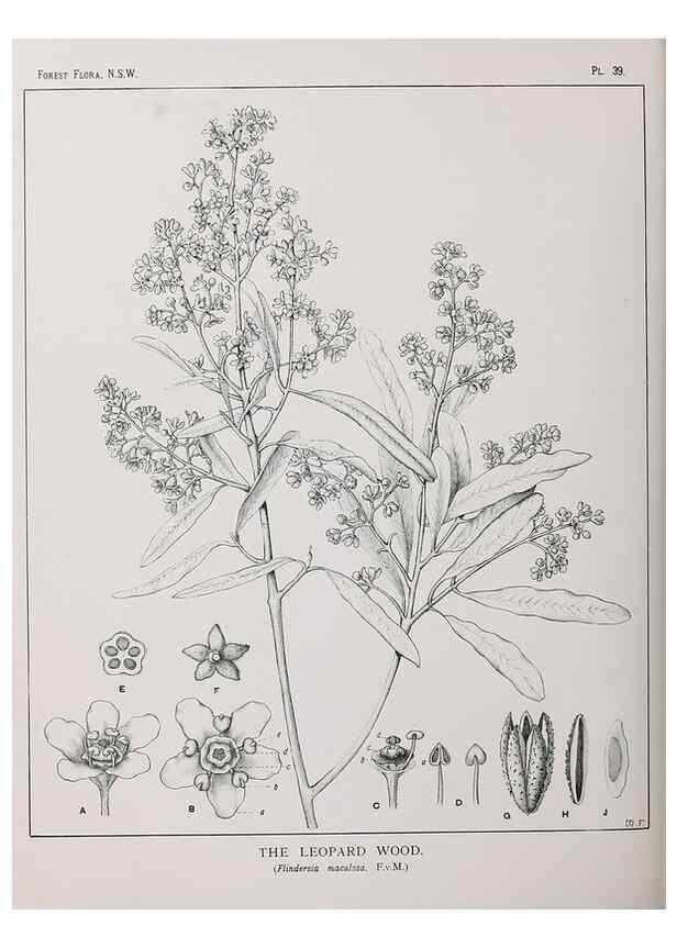 Reproducción/Reproduction 46878100532: The forest flora of New South Wales /. Sydney :W. A. Gullick,1902-1925.. 