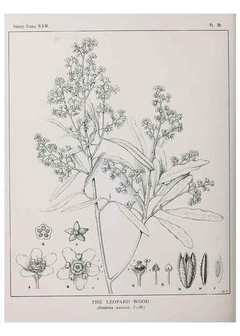 Reproducción/Reproduction 46878100532: The forest flora of New South Wales /. Sydney :W. A. Gullick,1902-1925.. 