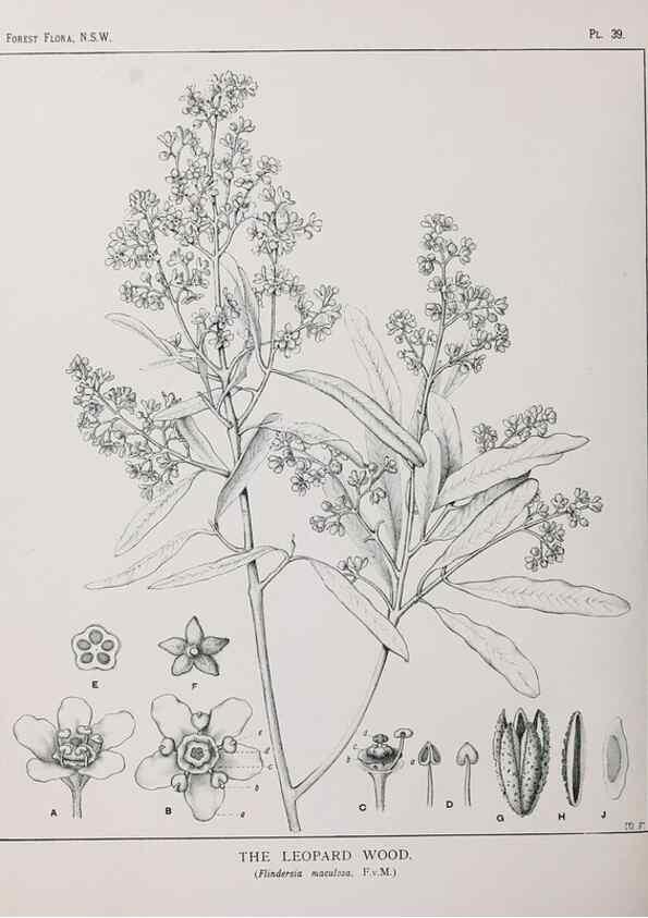 Reproducción/Reproduction 46878100532: The forest flora of New South Wales /. Sydney :W. A. Gullick,1902-1925.. 