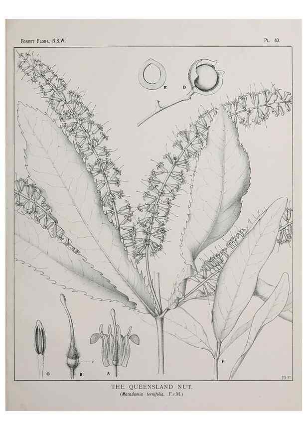 Reproducción/Reproduction 46878101312: The forest flora of New South Wales /. Sydney :W. A. Gullick,1902-1925.. 