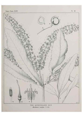 Reproducción/Reproduction 46878101312: The forest flora of New South Wales /. Sydney :W. A. Gullick,1902-1925.. 